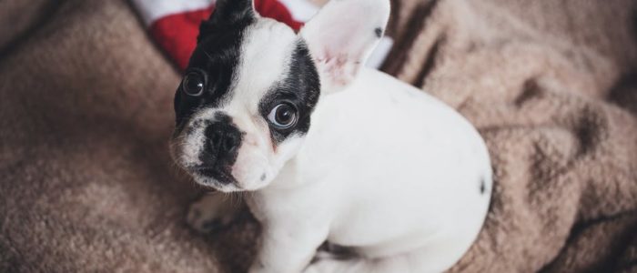 dog crates for better durability and strength