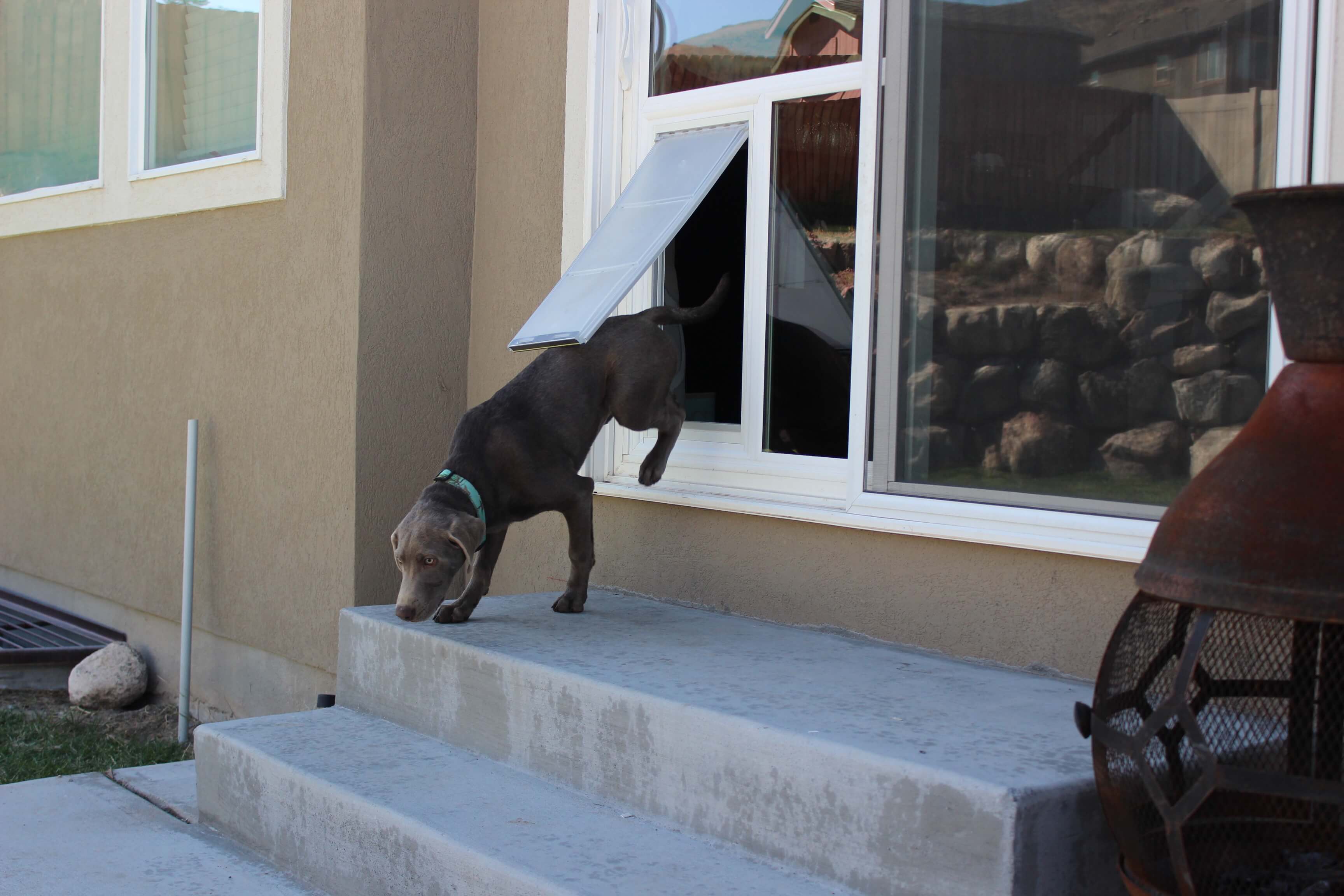 best dog door