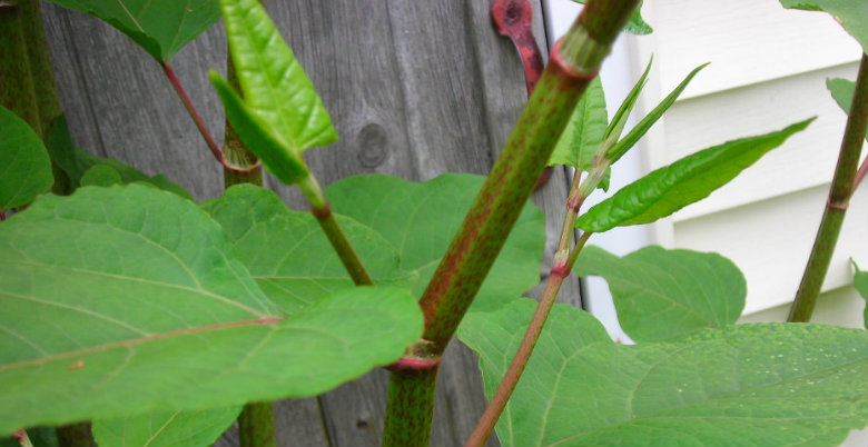 Japanese knotweed identification