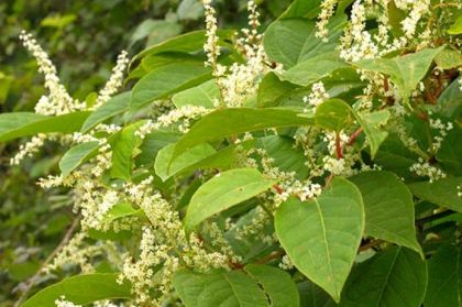 Japanese knotweed identification