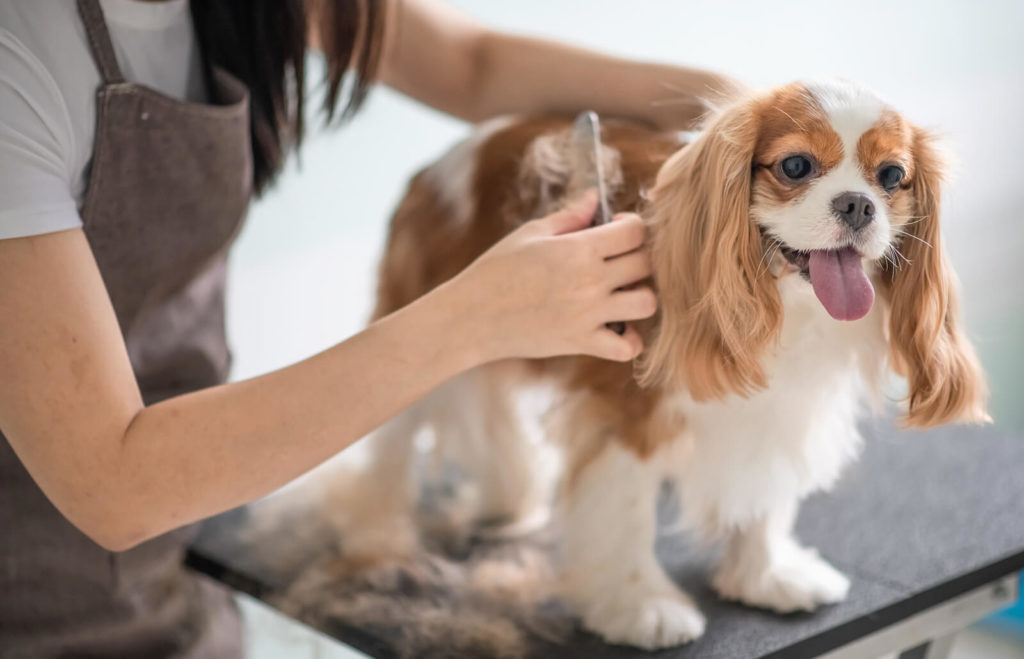 mobile pet grooming miami